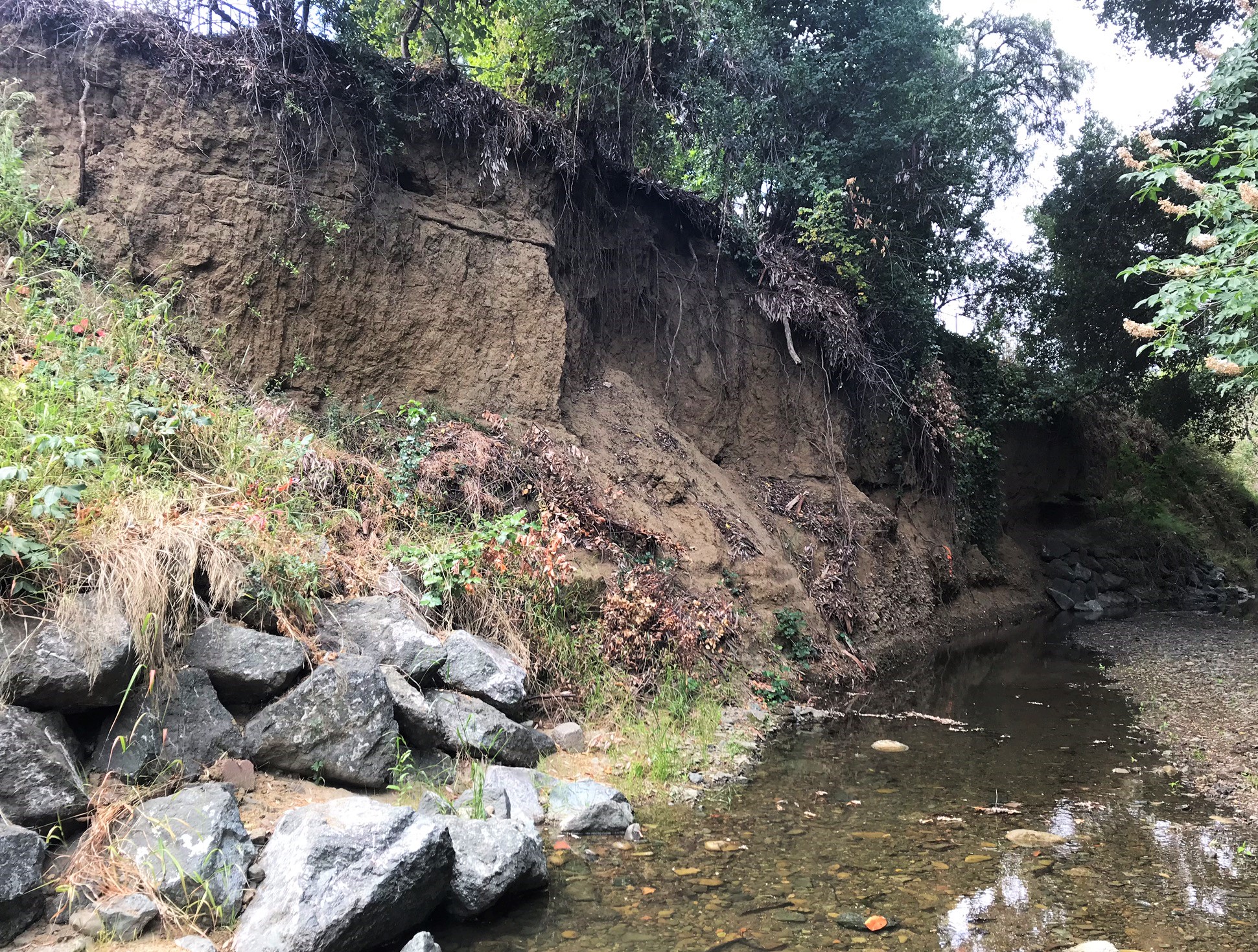 Erosion site along Calabazas Creek (June 2018)